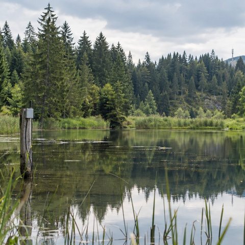 Wenn kein Funknetz am Weiher steht: NB-IoT als Alternative zu LoRaWAN